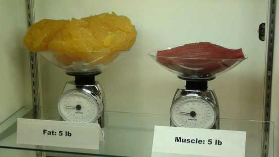 آیا وزن عضله از چربی بیشتر است؟