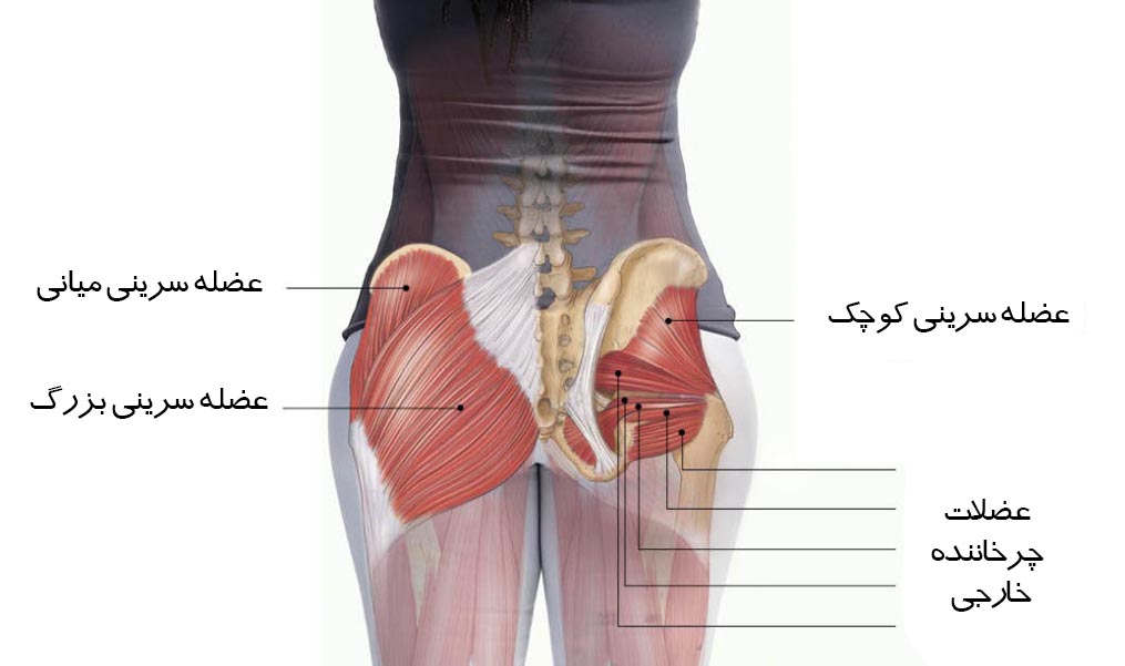 آناتومی عضلات باسن یا سرینی از چه قسمت هایی تشکیل شده؟ آیا اسکات بهترین حرکت ورزشی برای بزرگ کردن باسن است؟